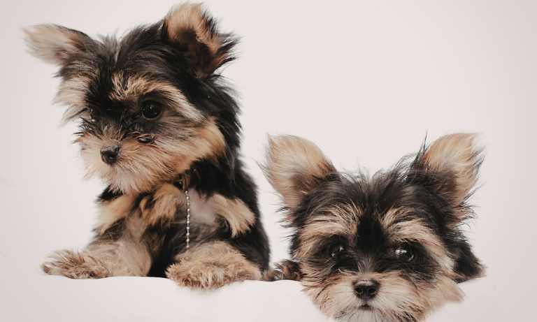 Two cute Yorkshire Terrier puppies posing