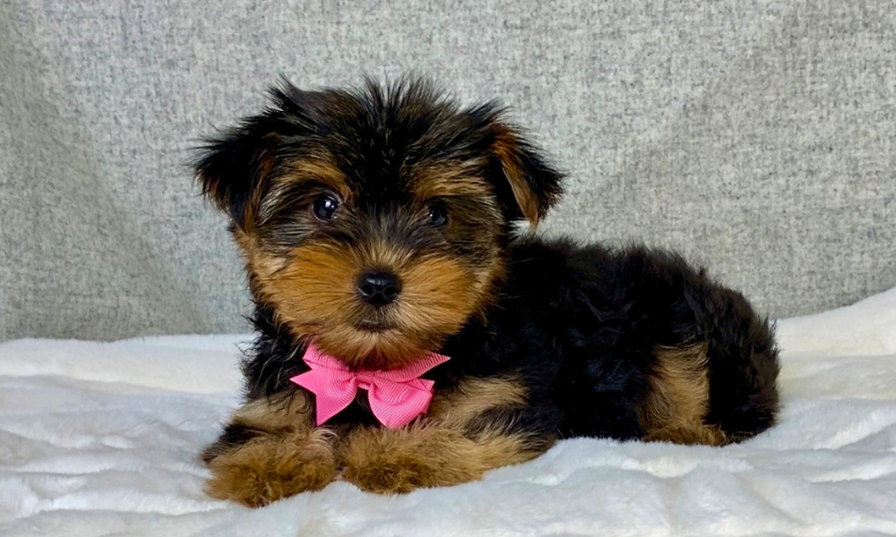 A cute Yorkshire Terrier posing on a white blanket with a pink ribbon