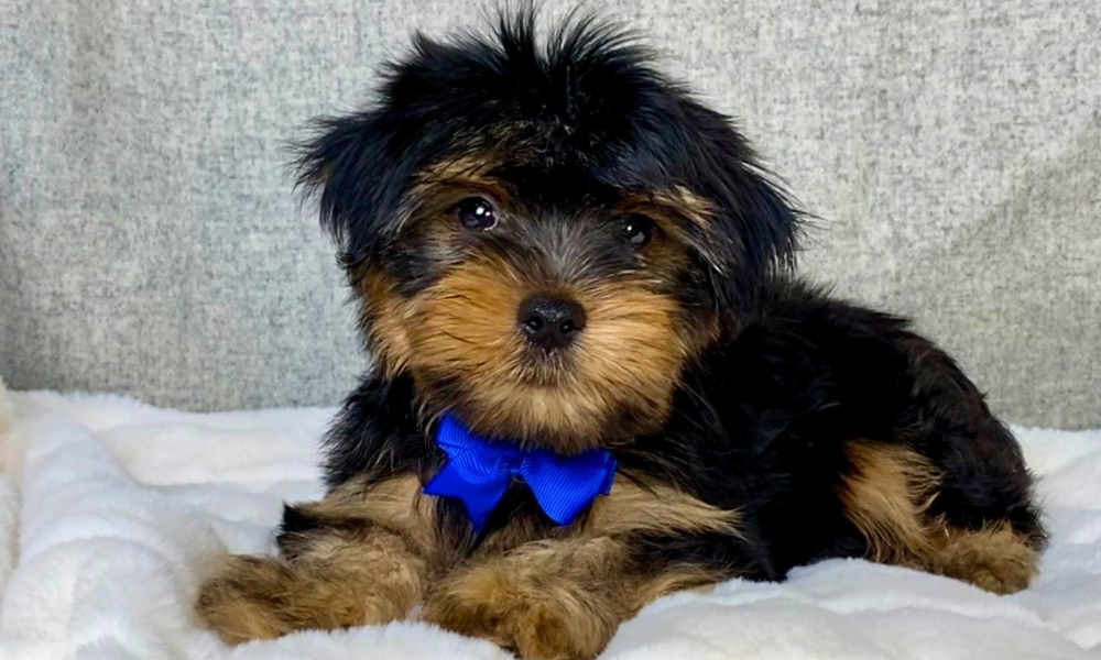 Yorkshire Terrier posing on a white blanket with a blue ribbon