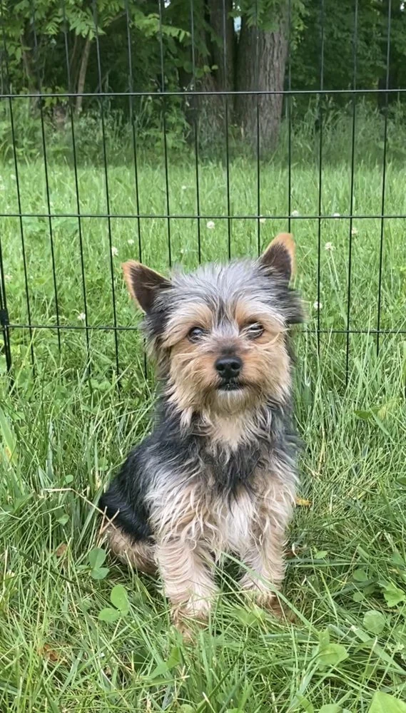 Yorkshire terrier male posing in grass