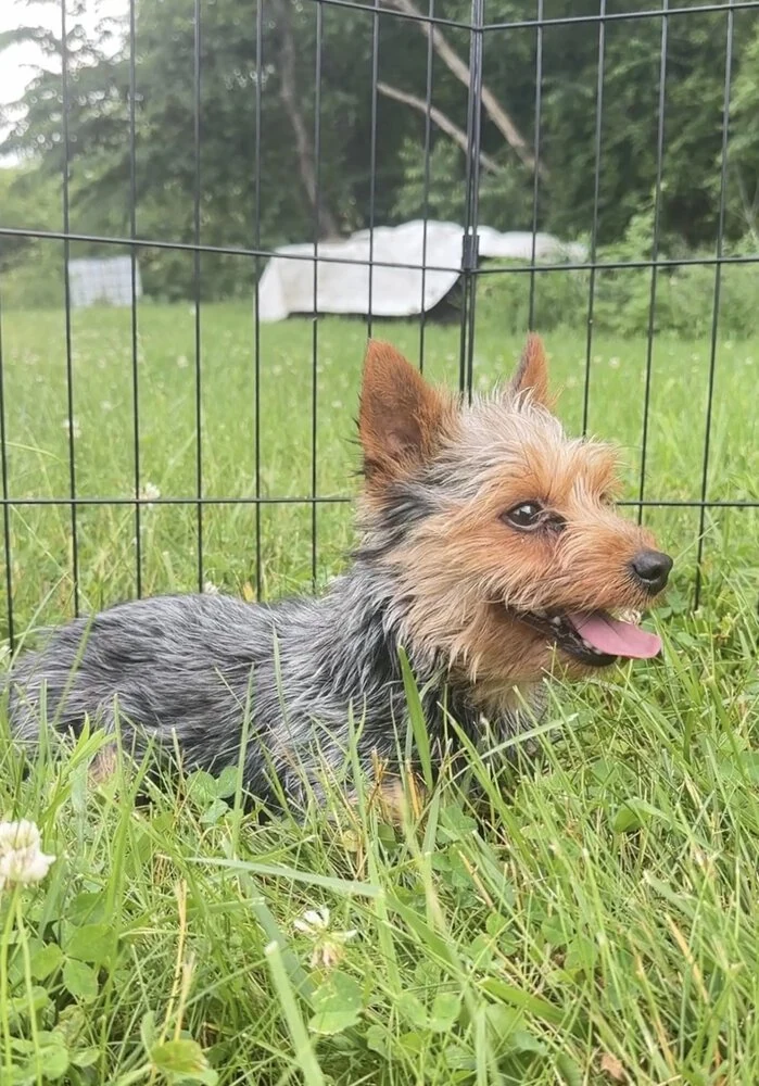 Yorkshire terrier dad posing in grass