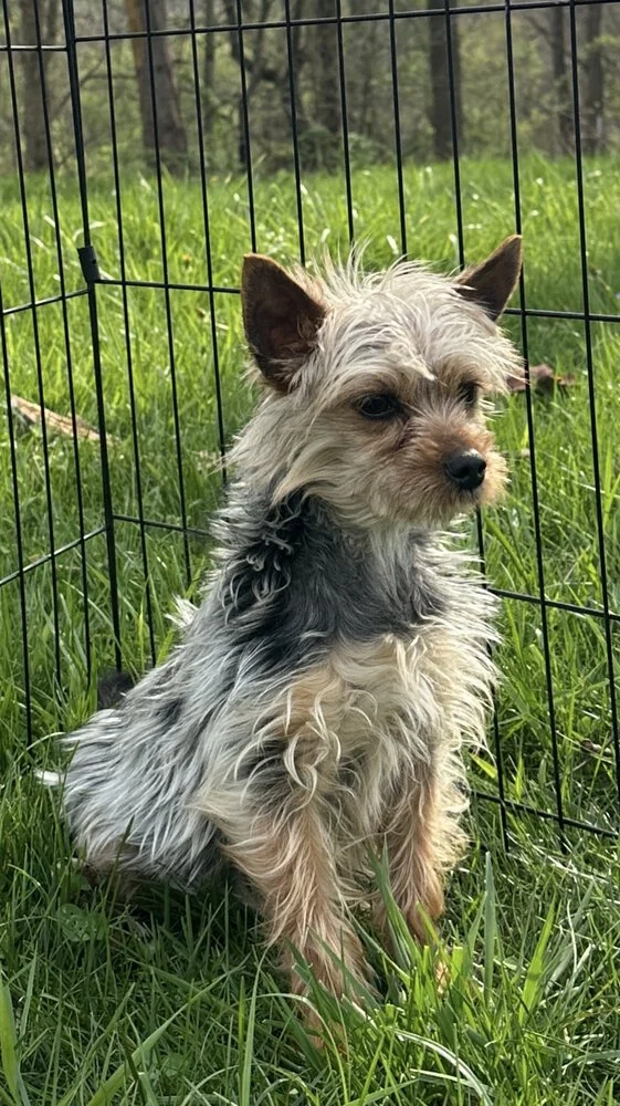 Yorkshire terrier mom named patsy