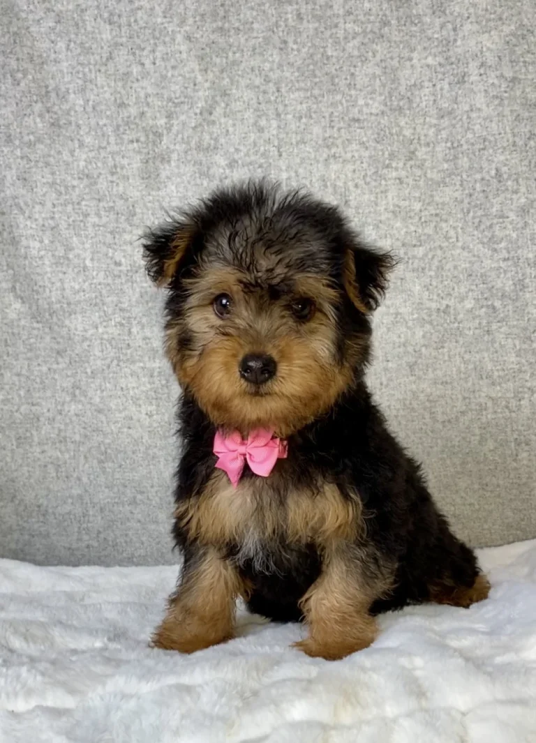 Yorkipoo puppy for sale