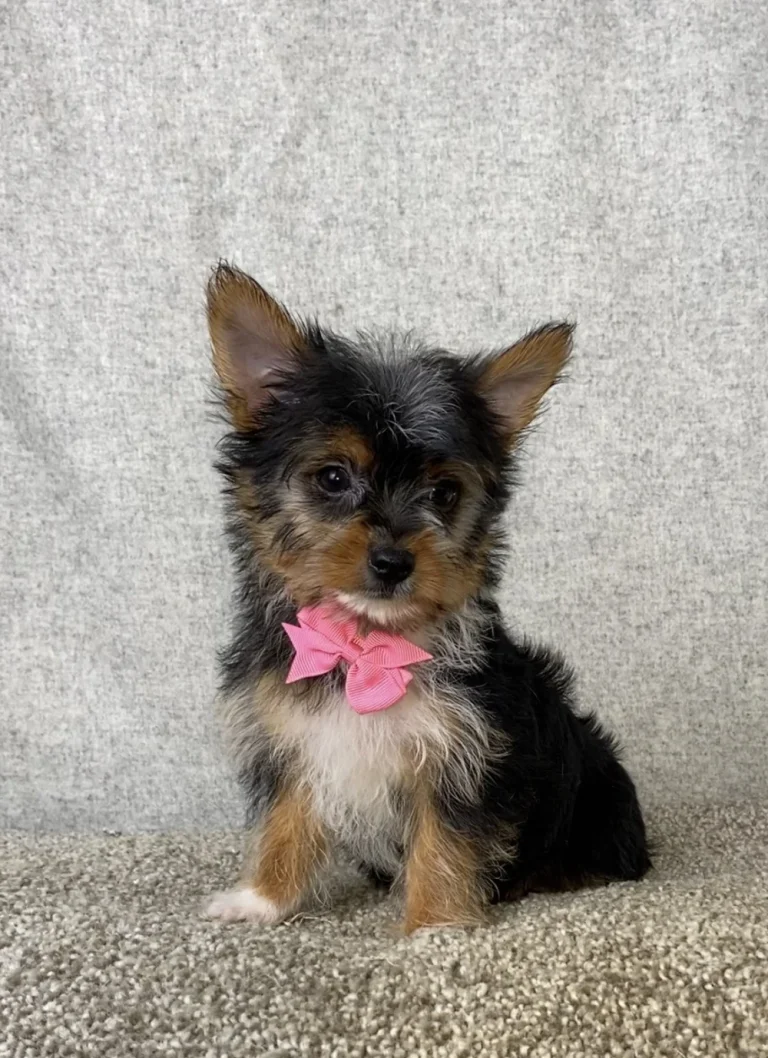yorkie puppy with pink ribbon