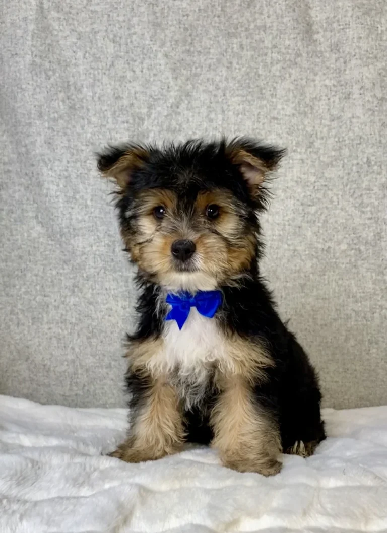 Jasper, an adorable Yorkie puppy, poses upright with expressive eyes, a black-and-tan coat, white chest, and blue bow.