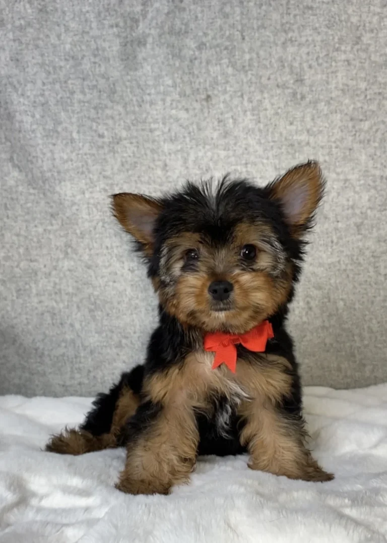 Small black-and-tan puppy with a red bow sitting on a white blanket against a gray backdrop.